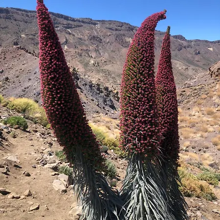 Casantilvia Heated Pool Paradise 阿德耶