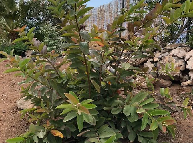 Casantilvia Heated Pool Paradise Lejlighed