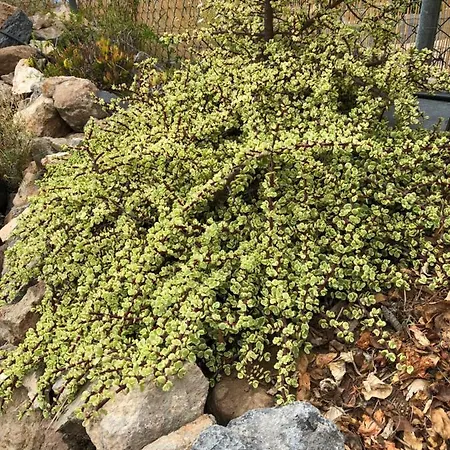 Casantilvia Heated Pool Paradise Appartement Costa Adeje (Tenerife)