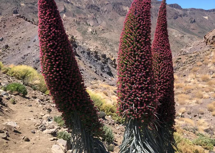 Casantilvia Heated Pool Paradise Costa Adeje (Tenerife)
