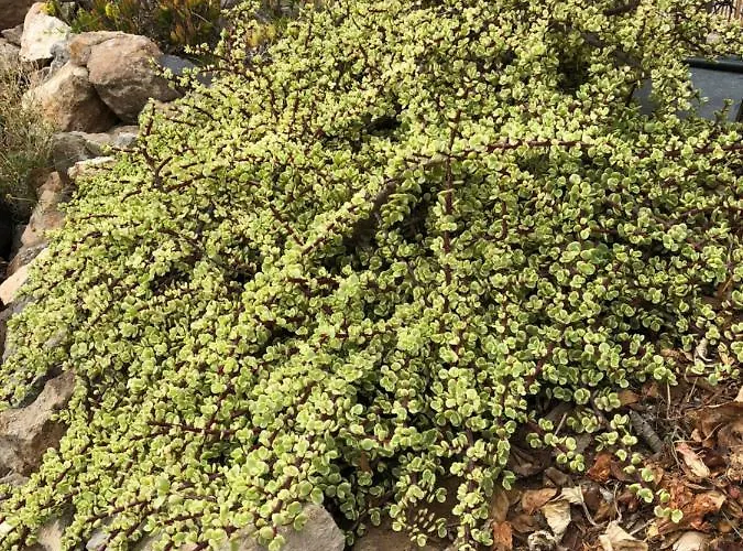 Casantilvia Heated Pool Paradise Apartamento Costa Adeje (Tenerife)